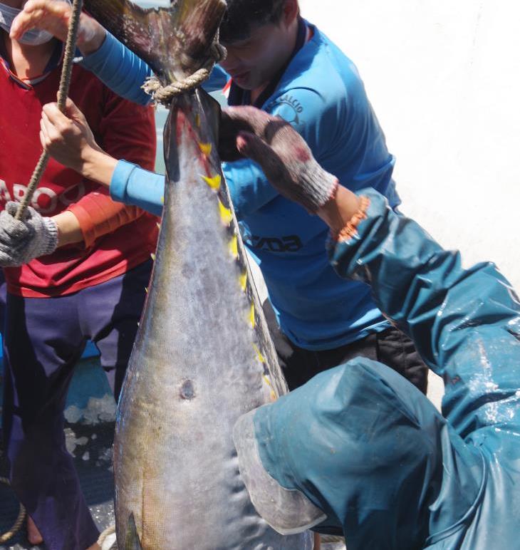 Bài toán khó cho nghề câu cá ngừ đại dương